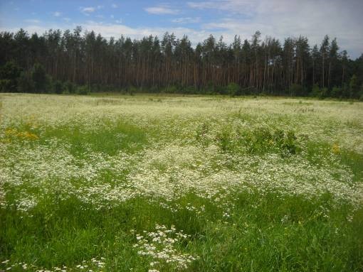 Земельні ділянки загальною площею 154,2397 га, які знаходяться за адресою: Київська область, Макарівський район, Ясногородська сільська рада.